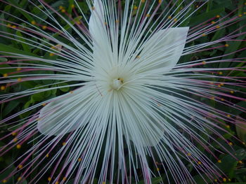 Close-up of flower against blurred background
