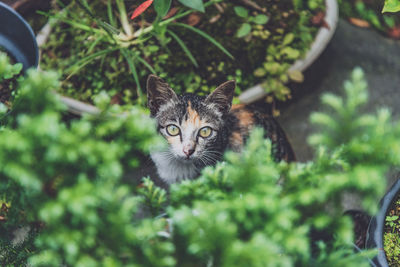 A cat in the garden peeking out from behind a plant