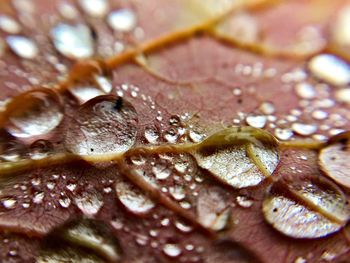 Macro shot of water drops on leaf