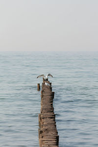 View of bird perching on sea against clear sky