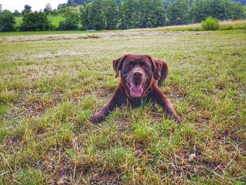 Portrait of dog on field