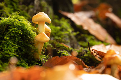 Close-up of mushroom growing on field