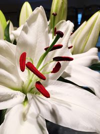 Close-up of white flowers