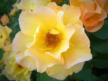 Close-up of yellow flower