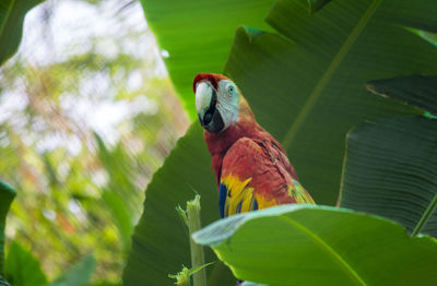 Close-up of parrot perching on tree