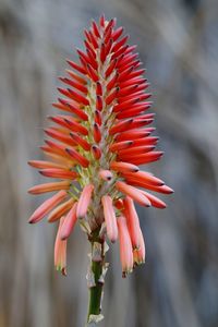 Close-up of red flower