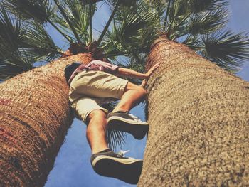 Low angle view of man climbing on palm tree