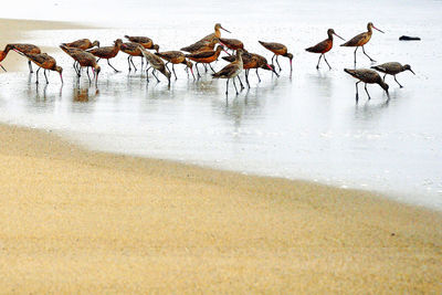 Flock of birds on beach