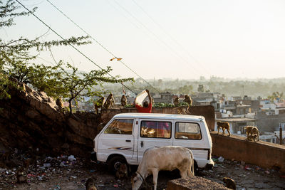 Horse cart in a city