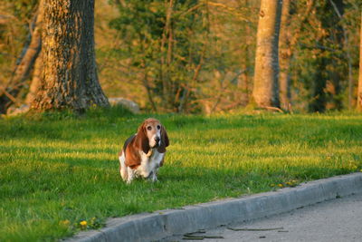 Dog on field