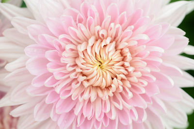 Close-up of pink dahlia