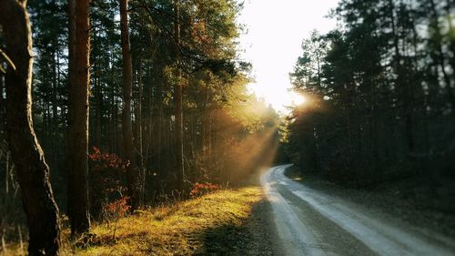 Road passing through forest