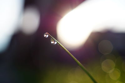 Close-up of water drops on plant against sky