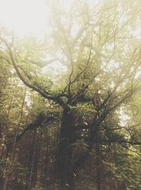 Low angle view of trees in forest