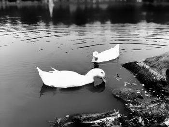 Swan swimming in lake