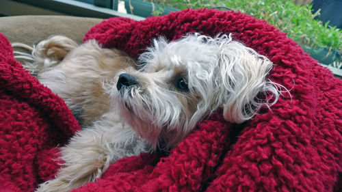 Close-up of puppy