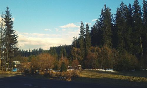 Trees in forest against sky