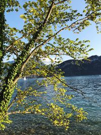 Tree by lake against sky