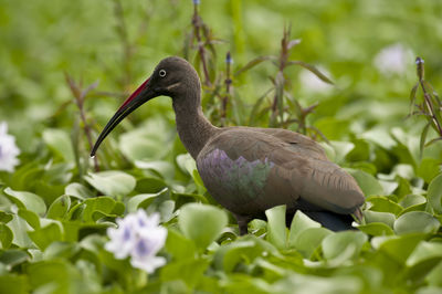 Close-up of duck