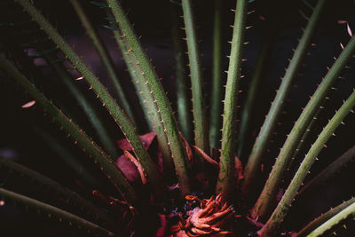 Close-up of succulent plant