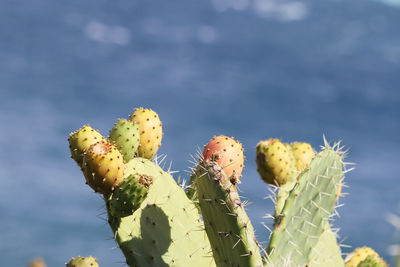Close-up of prickly pear cactus against sky