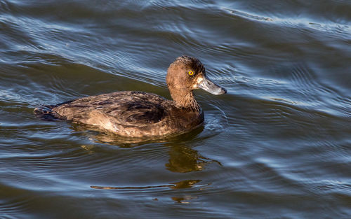 High angle view of duck swimming in lake