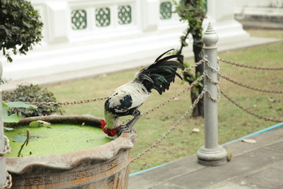 Close-up of statue against blurred background