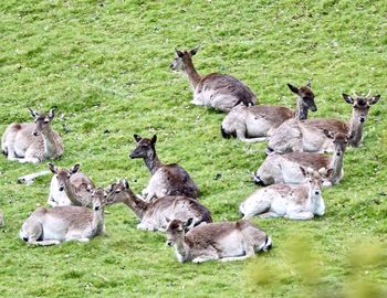 Flock of sheep on grassy field