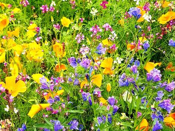 Close-up of colorful flowers