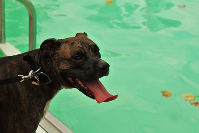 Close-up of black dog in water