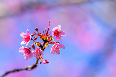 Close-up of pink cherry blossom