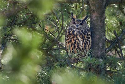 Bird perching on a tree