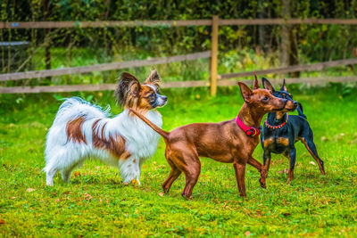 Outdoor portrait of a miniature pinscher and papillon purebreed dogs on the grass