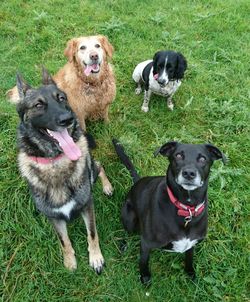 Portrait of dogs on grassy field