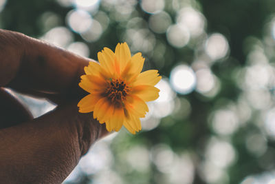 Close-up of hand holding yellow flower