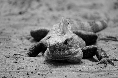 Close-up of lizard on sand at beach