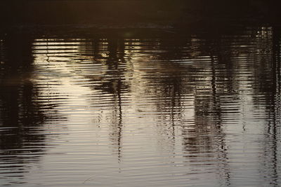 Reflection of trees in water