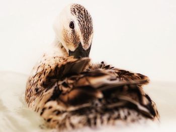 Close-up of bird