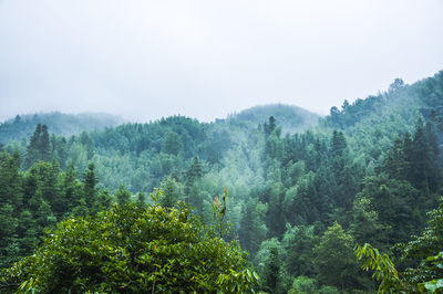 Scenic view of forest against sky