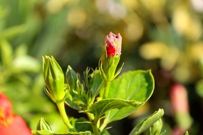 Close-up of red flower buds growing on plant