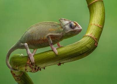 Close-up of lizard