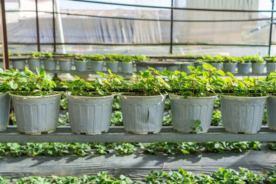 Potted plants in greenhouse