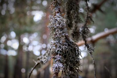 Close-up of dry leaves on branch during winter