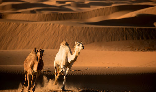 Side view of camels on sand at desert
