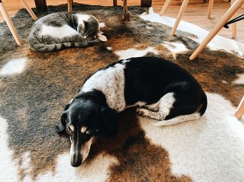 High angle view of dogs sleeping