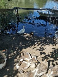 High angle view of birds at lakeshore