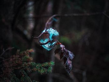 Glass sphere in the forest - close up