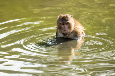 High angle view of swimming in lake