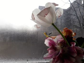 Close-up of pink cherry blossom