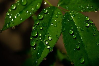 Close-up of raindrops on leaves